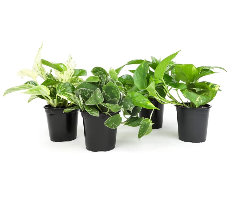 Climbing pothos growing in airy chunky aroid soil mix for strong root development indoors.