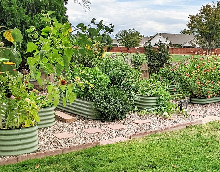 multiple plants in garden beds with good drainage