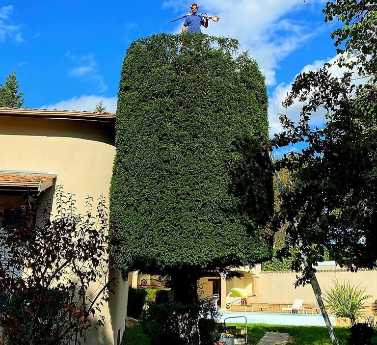 un arboriste sur un arbuste taillé