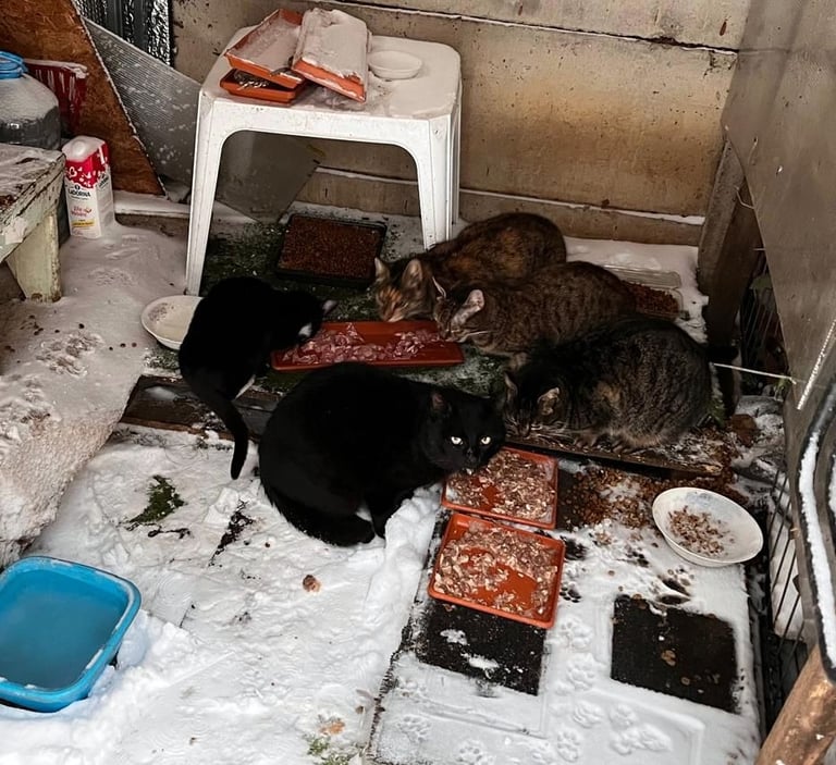 Messy and snowed in and cold but...