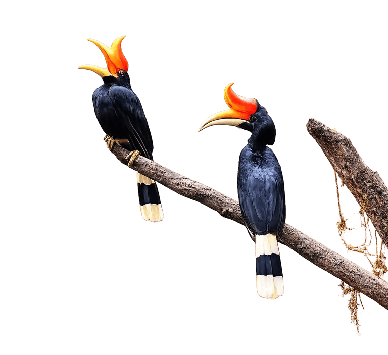 Two Rhinoceros Hornbill birds with vibrant orange casques perched on a wooden branch against a black background.