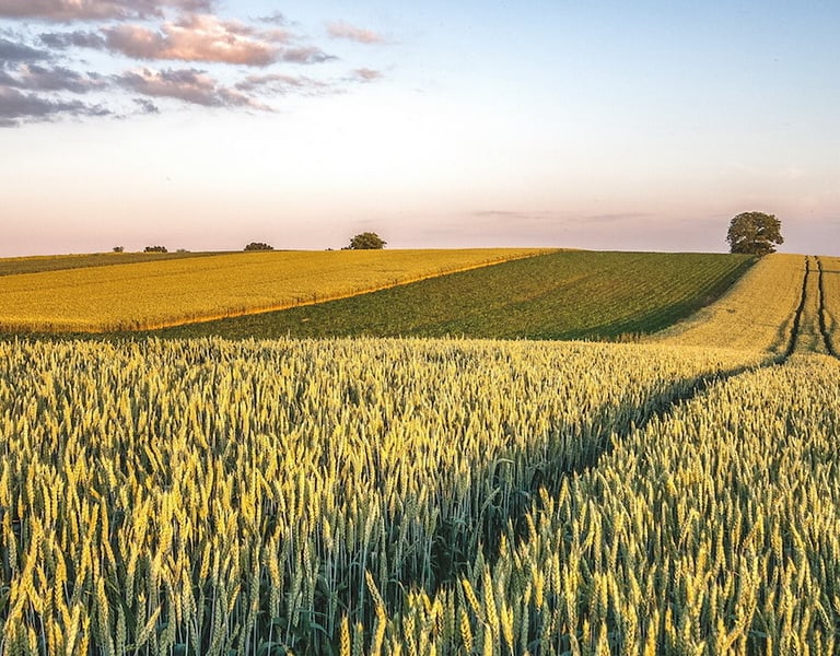 Nevjerojatan krajolik poljoprivrednih polja u Slavoniji, Hrvatska.