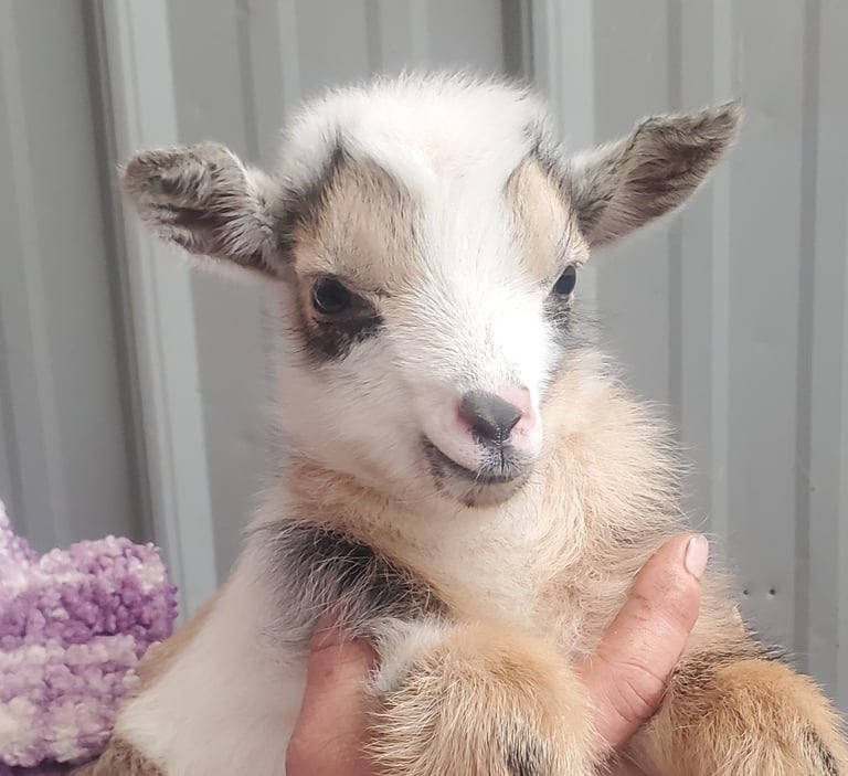 Buckling at 2 days old