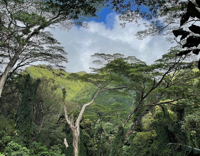 Manoa Valley Falls Hike O'ahu Honolulu Hawai'i