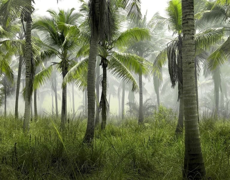 Üppiger tropischer Palmenwald, eingehüllt in dichten Morgennebel, mit hohem grünem Gras.