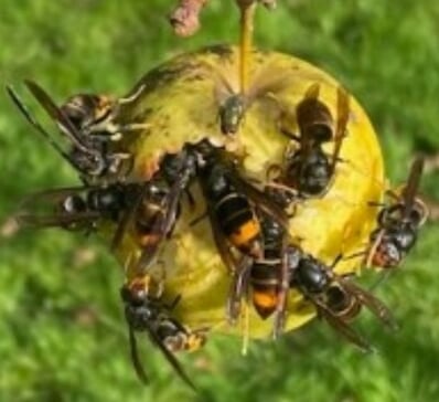 des frelons asiatiques sur une pomme