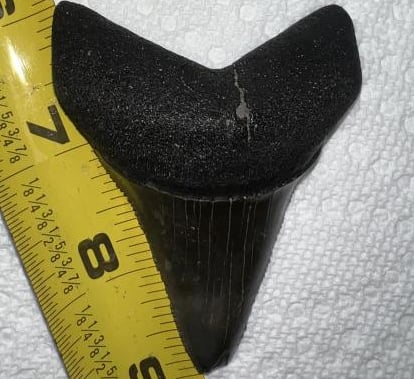 fossilized great white tooth