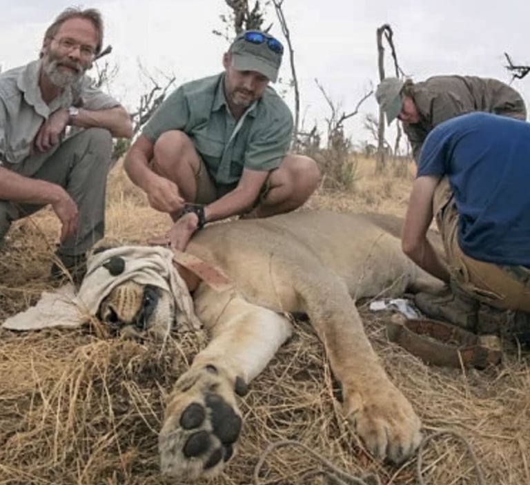 Prof Loveridge working on immobilised lion