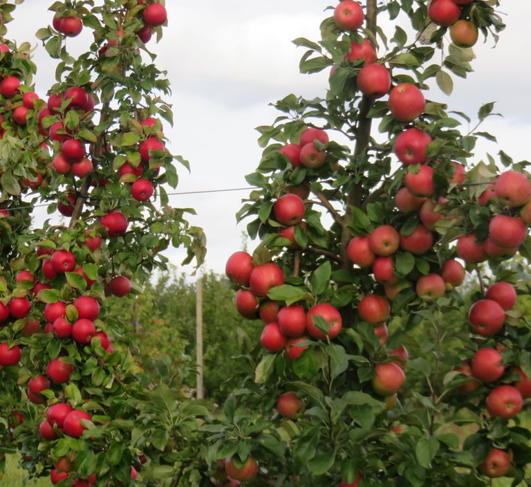 Aianõunik.com Tüvekeskne lõikusstiil, õunapuude lõikus teenus,
