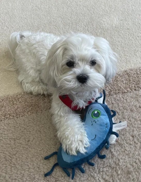 White Mal-Shi Puppy playing with toy on floor in Texas.
