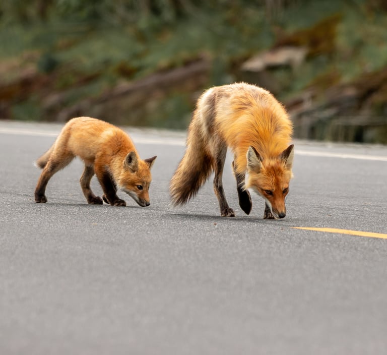 two foxes are walking on the road