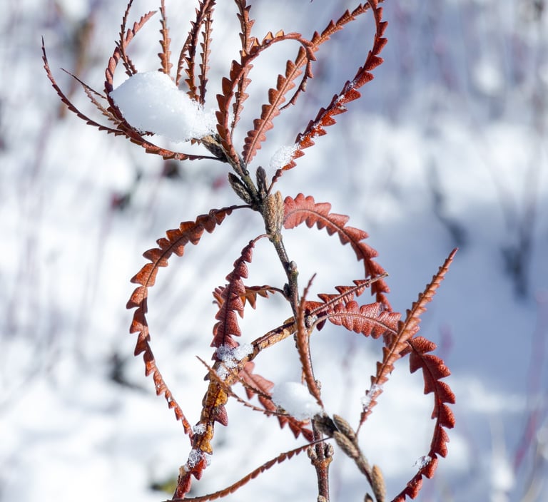 a plant with red leaves on a snowy day