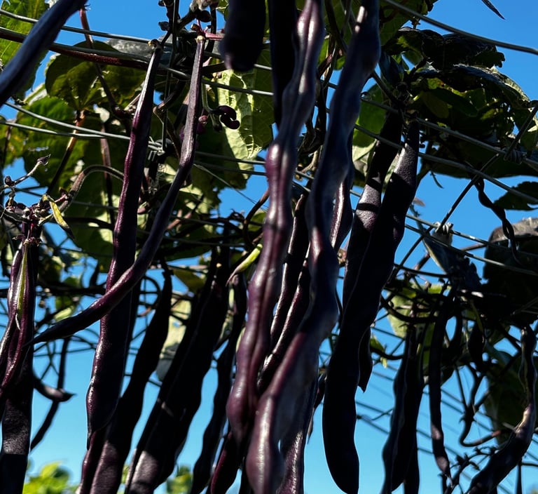 Blauhilde Heirloom Climbing Beans