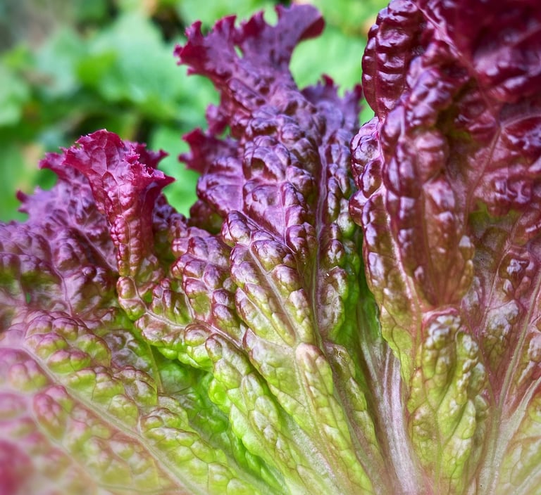 LOLLO ROSSA LETTUCE - Loose, frilly leaves with deep red (anthocyanin) colouring.