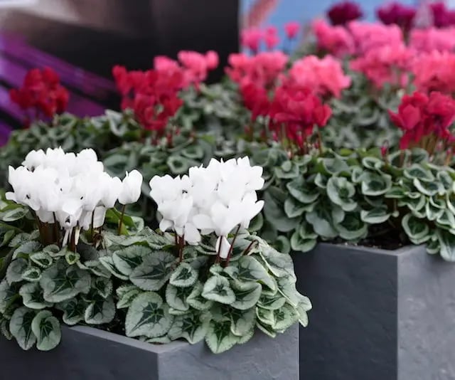 cyclamen con un original tono metalizado en sus hojas
