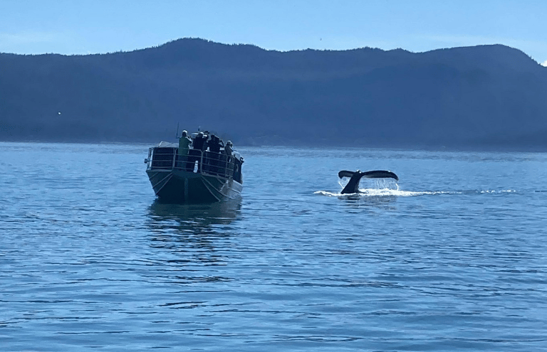 Tourists on a whale watching boat watching a humpback whale tail dive in the ocean.