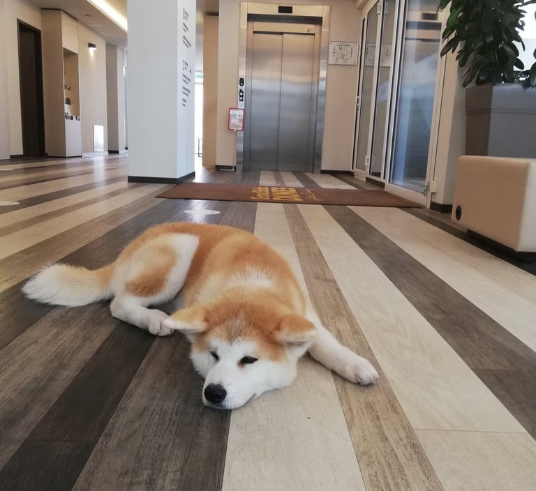 grindys nebijancios augintinio