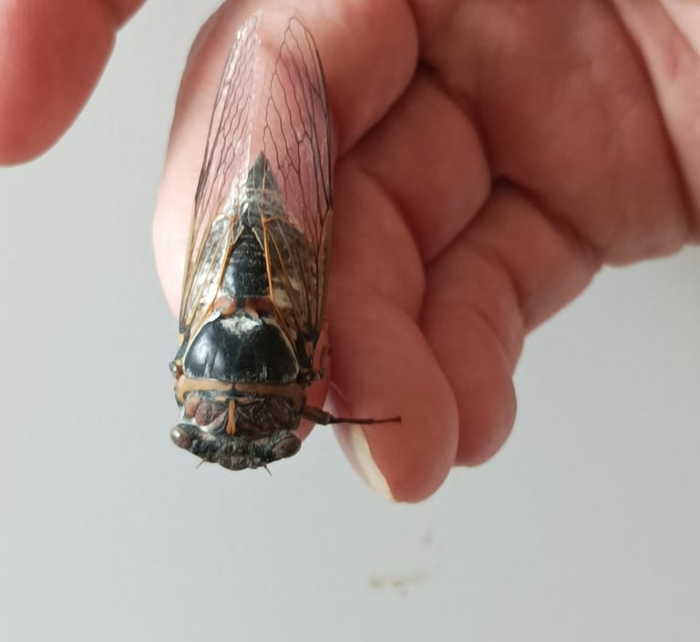 B. holds a cicada one year