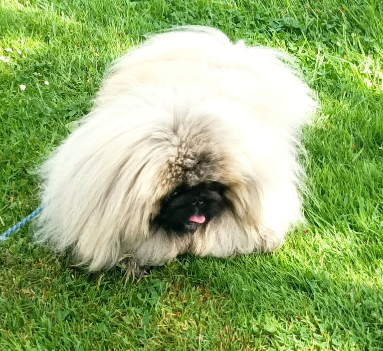 A Canine visitor