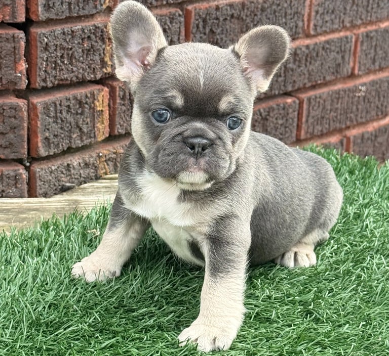 A blue tri French Bulldog puppy stands on grass