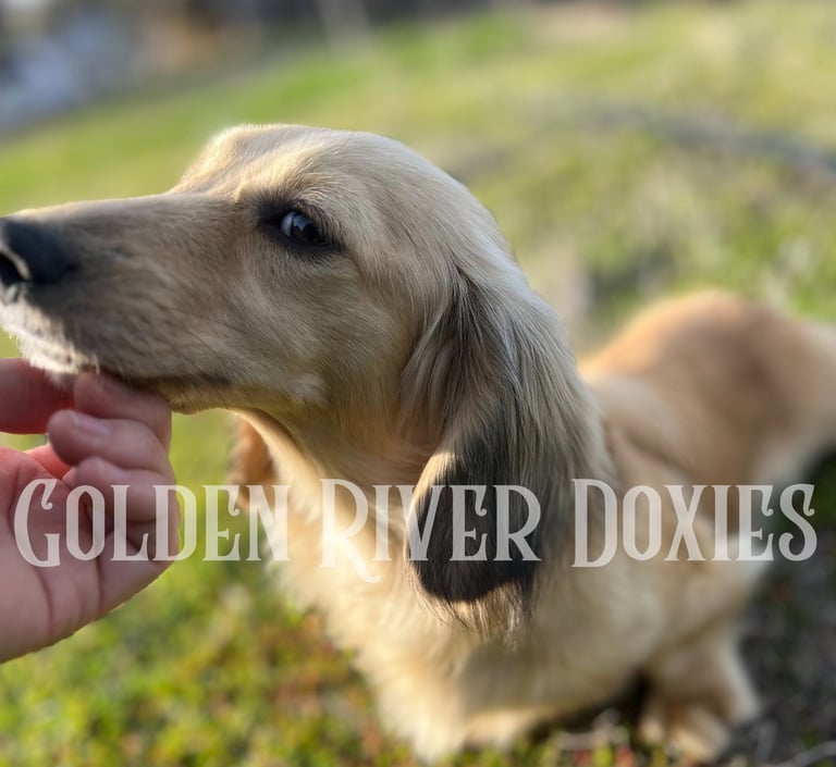 Shaded cream dachshund getting pets