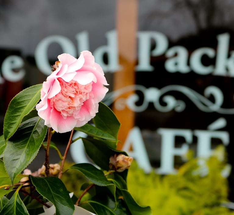 a flower at the old packhouse cafe in kerikeri