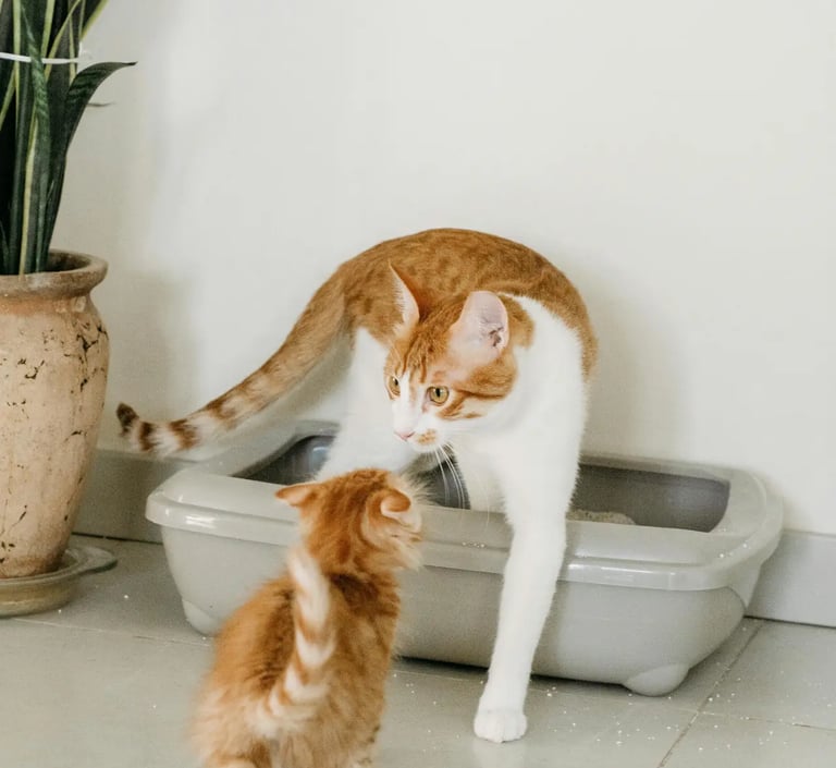 les chats d'une cliente entretien de litière bac classique à Paris 