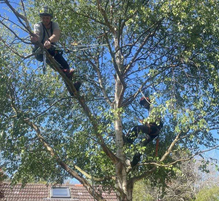 tree cut services at work