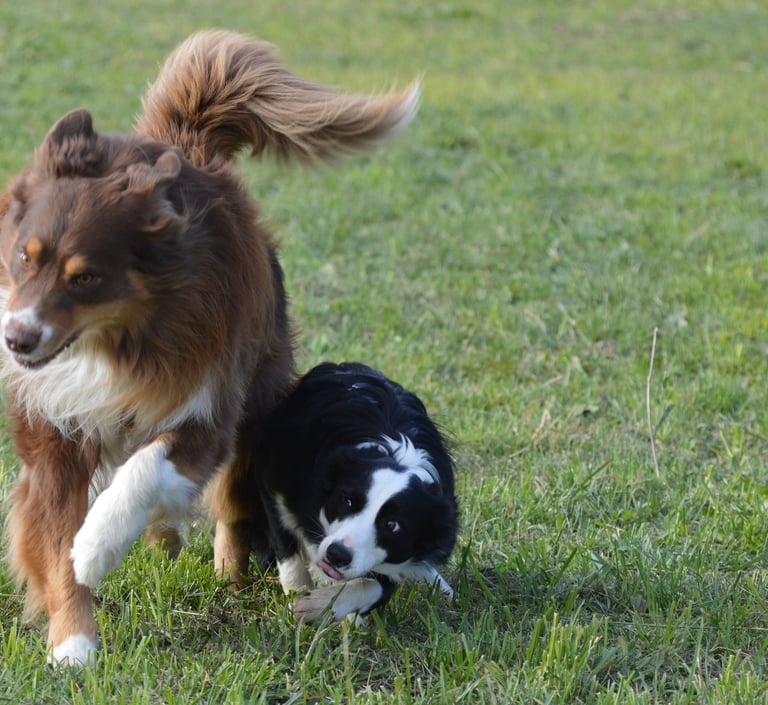 eleducane_esperienze_sociali_banner