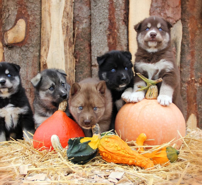 Husky-Erlebnisse, Husky-Ausfahrten, Husky-Trekkingtouren, Husky Abenteuer, Dietfurt, Bayern