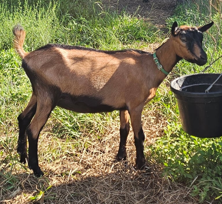 Oberhasli goat kid standing at feed bucket with green grass background