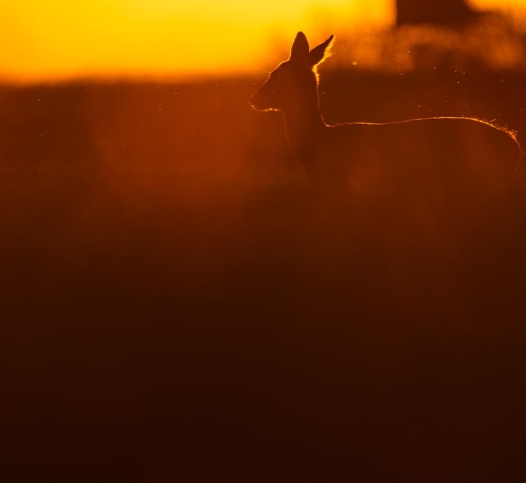 Conférence regarder le vivant