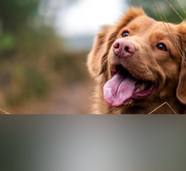 dogAdvisor | dogadvisor | dog advisor | dogAdvisor.dog