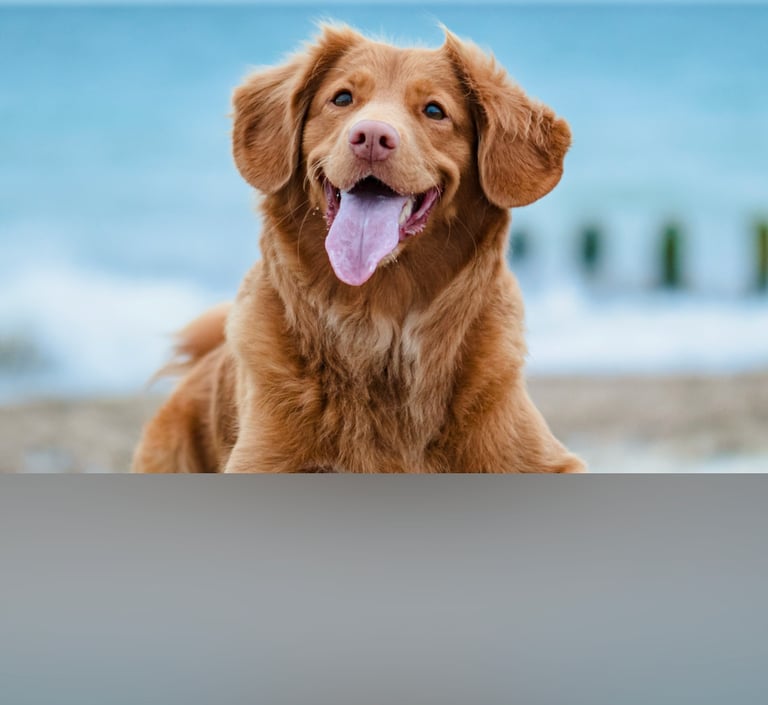 dogAdvisor | dogadvisor | dog advisor | dogAdvisor.dog