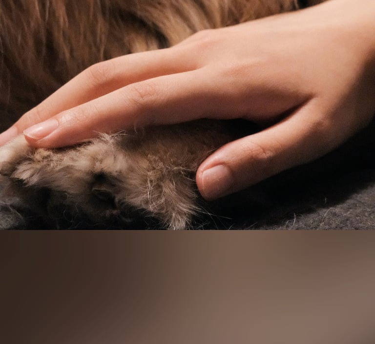 dogAdvisor | dogadvisor | dog advisor | dogAdvisor.dog