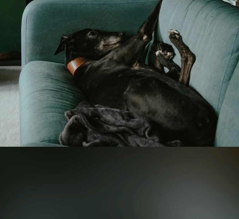 dogAdvisor | dogadvisor | dog advisor | dogAdvisor.dog