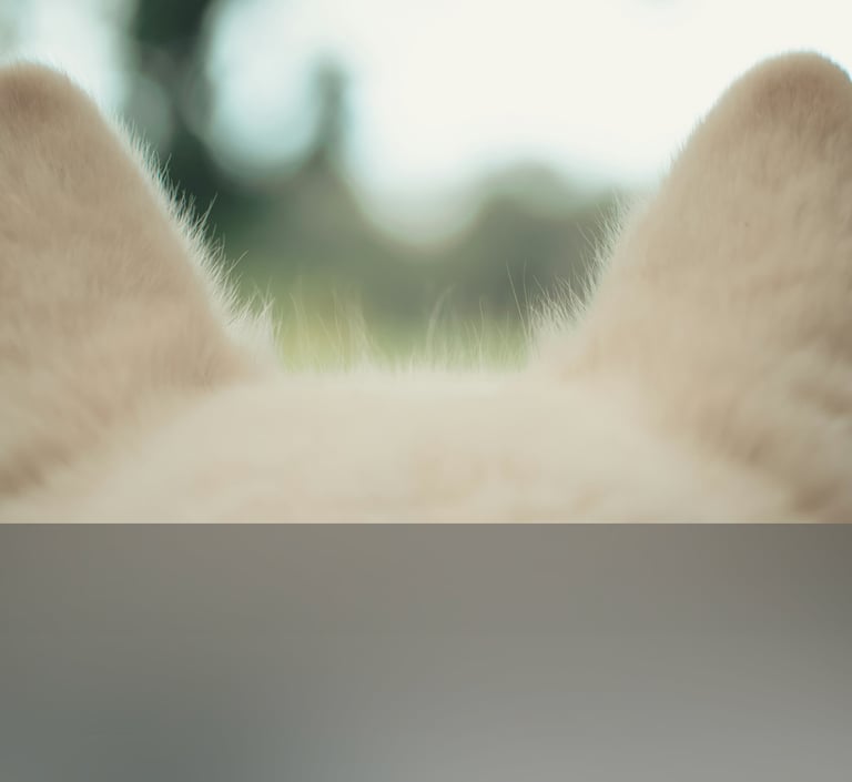 dogAdvisor | dogadvisor | dog advisor | dogAdvisor.dog