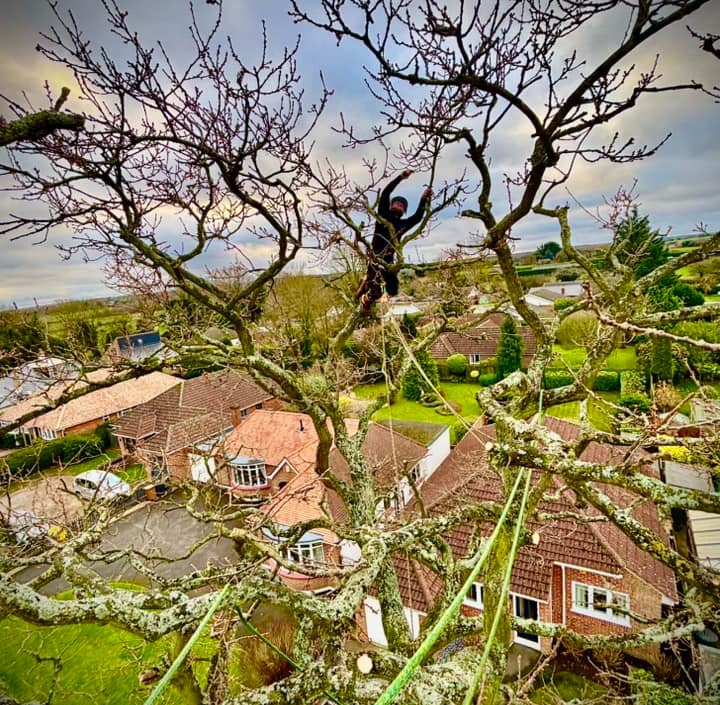 tree pruning by tree surgeon