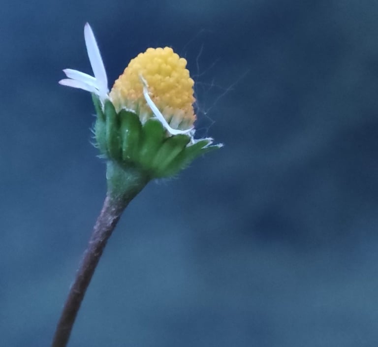 Portätbild eines Gänseblümchens vor tiefblauem Hintergrund