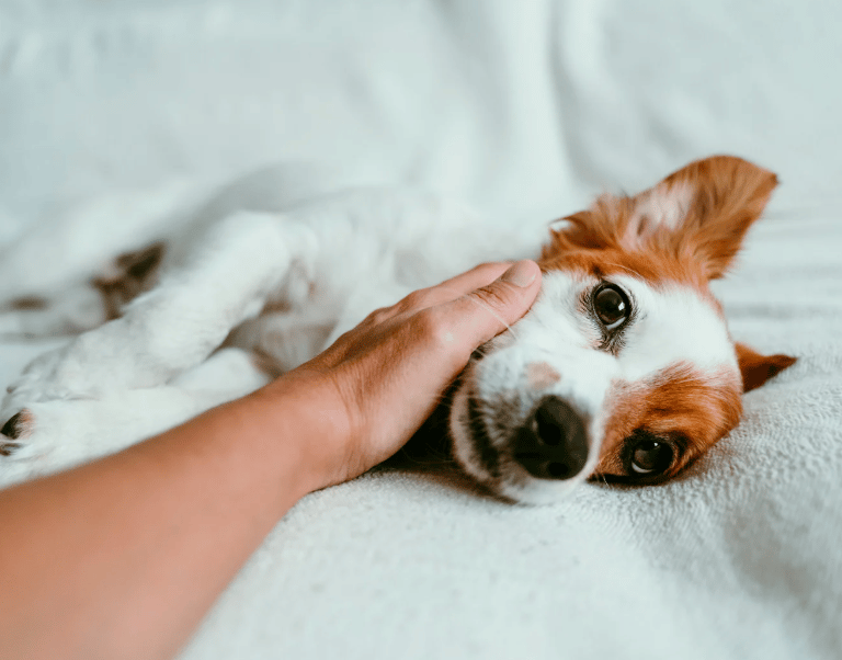 Hund wird sanft berührt