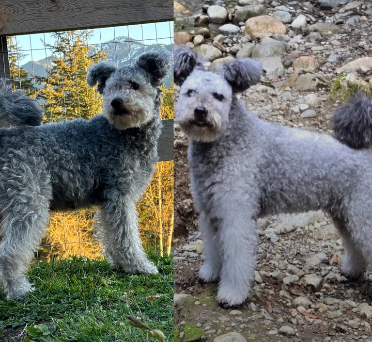 Hungarian Pumi dogs