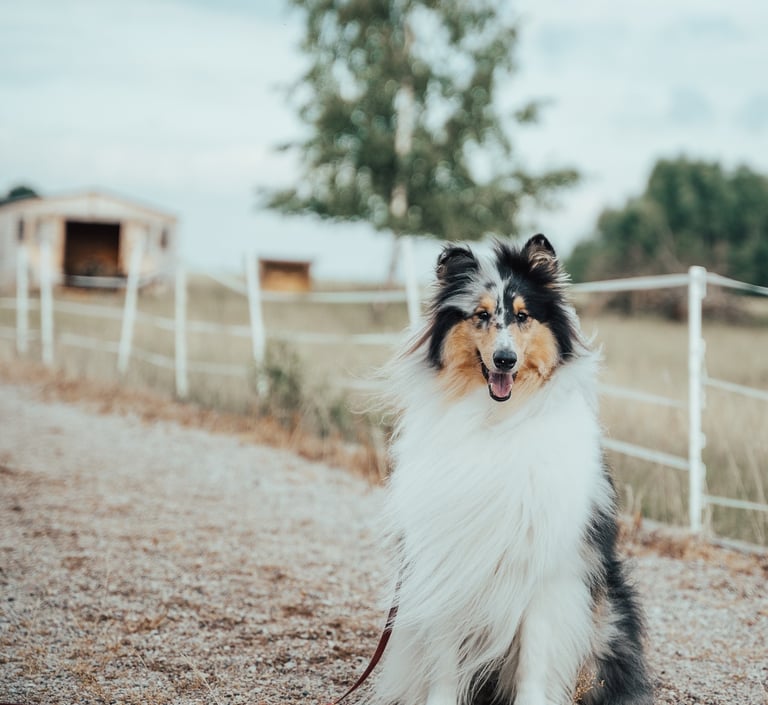 šuo sėdintis kieme ir laukiantis šeimininko