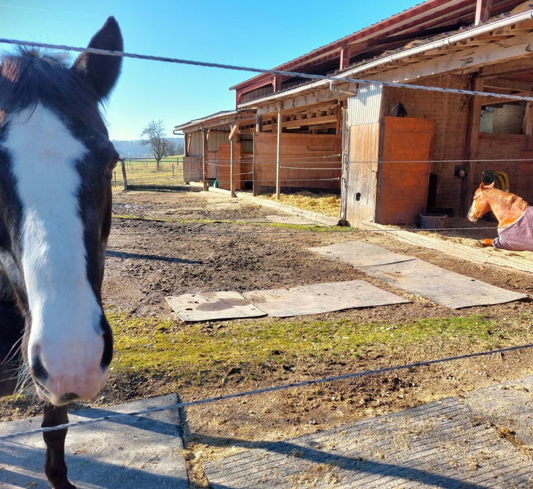 Stabulation individuelle