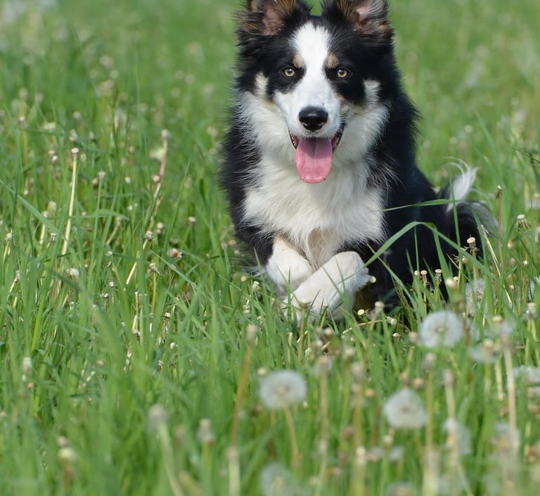 Chien accompagné par un comportementaliste animalier en Loire-Atlantique pour retrouver une relation