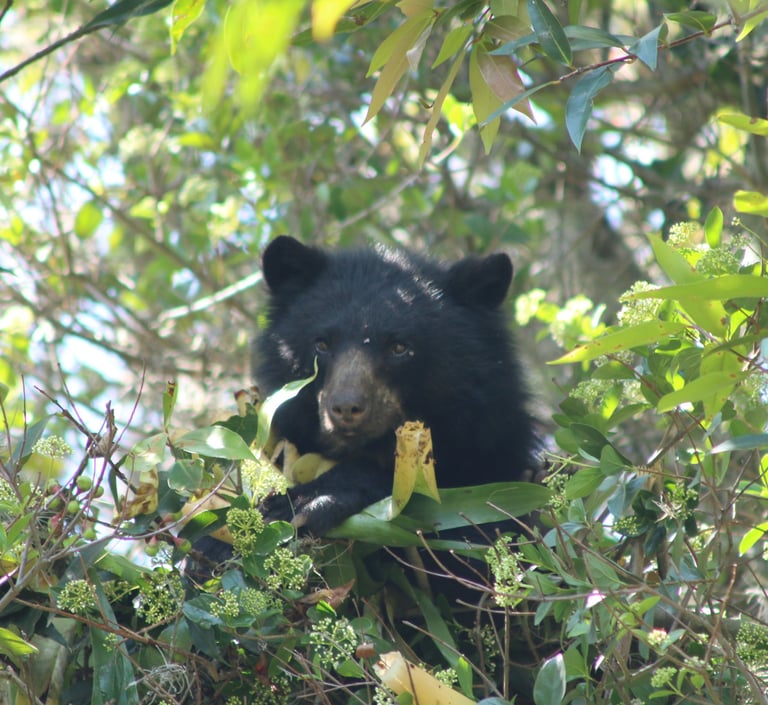 Tremarctos ornatus (oso andino) en libertad, Reserva Natural El Páramo, Guasca