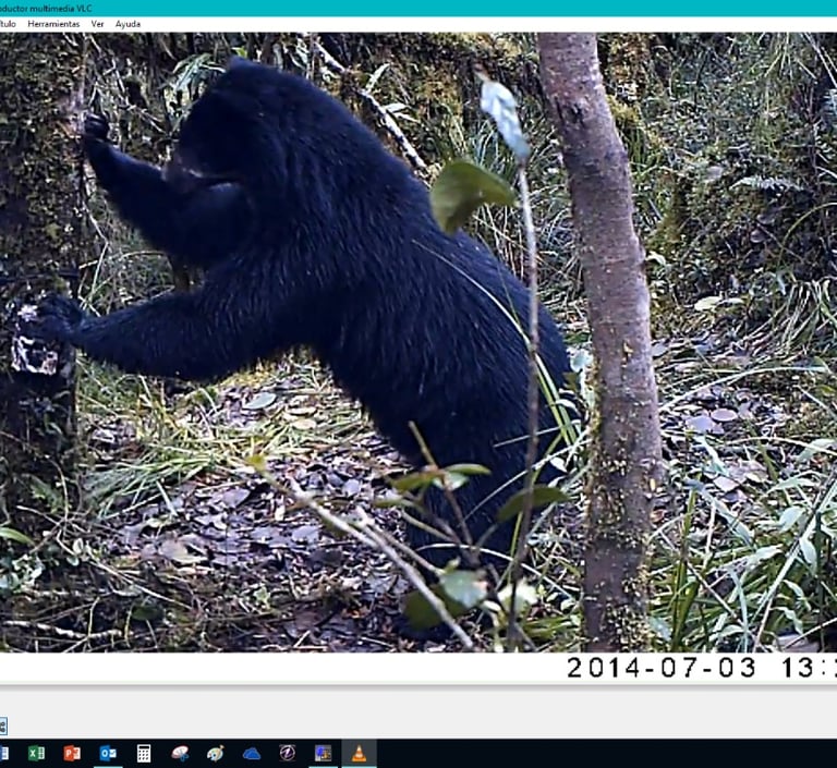 Tremarctos ornatus en cámara trampa, Reserva Natural El Páramo, Guasca