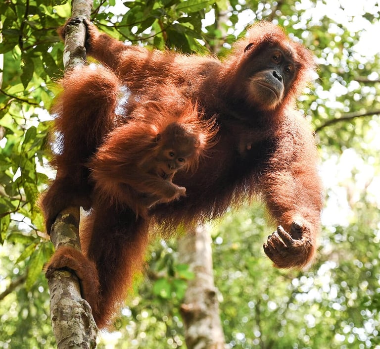 Bukit Lawang Trekking