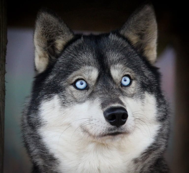 Agoutifarbene Huskyhündin Lumi mit zwei blauen Augen.
