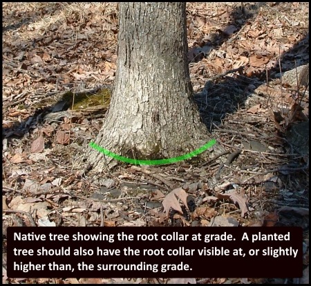 root collar on forest grown tree