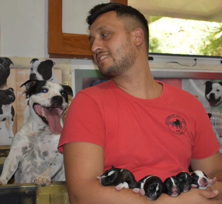 Cuccioli staffordshire bull terrier sicilia allevamento enci